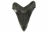 Fossil Megalodon Tooth - South Carolina #340278-2